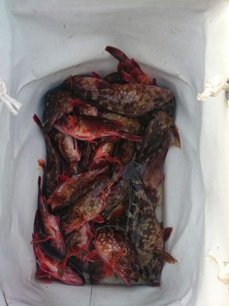 チニング諦めてのガシラ大漁