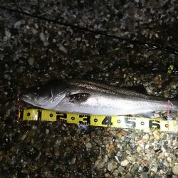 メバルのつもりが