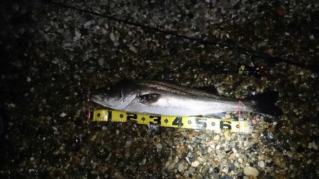 メバルのつもりが