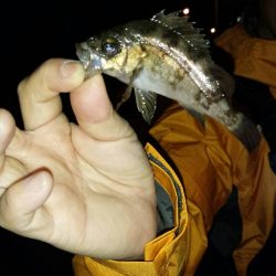 ミニマムばかり・・・