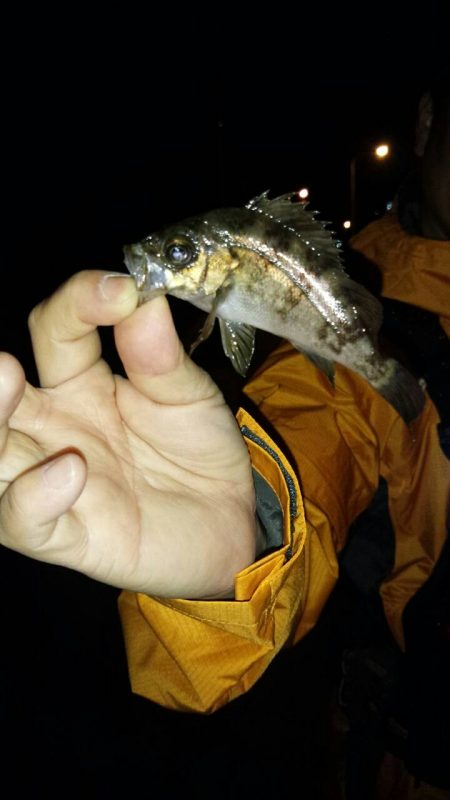 ミニマムばかり・・・