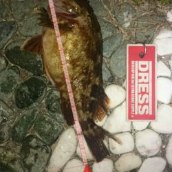 中途半端な釣果