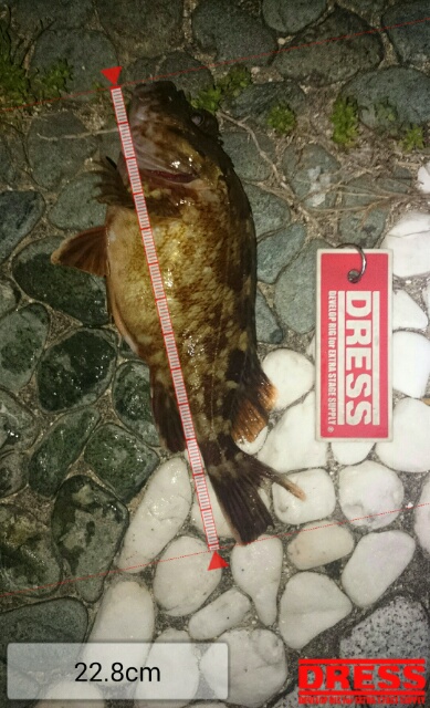 中途半端な釣果