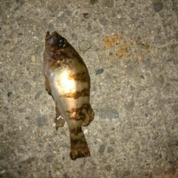 アジは、まだ？