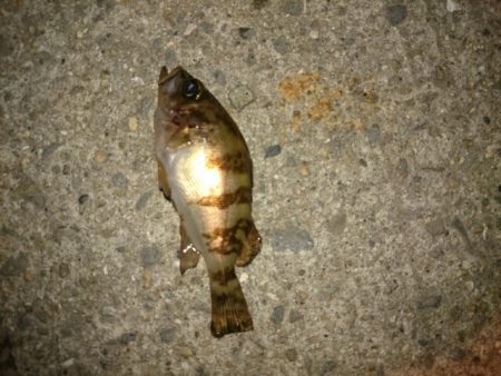 アジは、まだ？