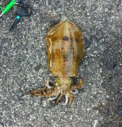 強風のなかのエギング