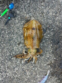 強風のなかのエギング