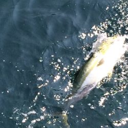 ハマチ釣れました