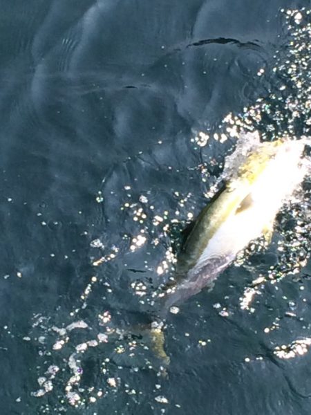 ハマチ釣れました
