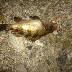 ちょぃよくなってきたかな？