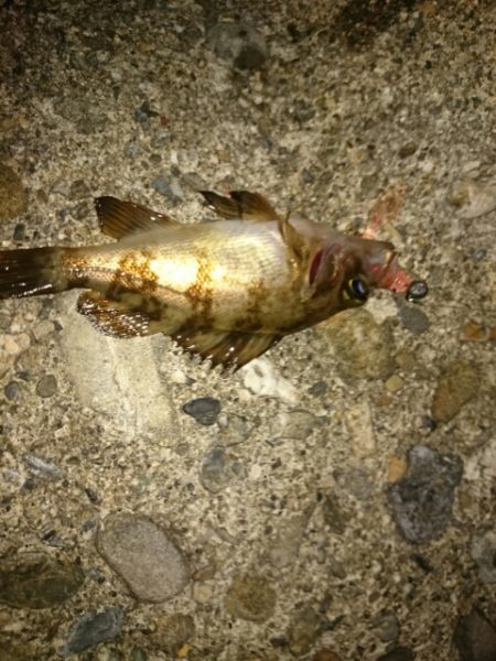 ちょぃよくなってきたかな？