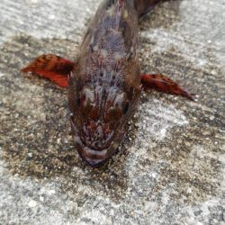 久しぶりのフカセ釣り