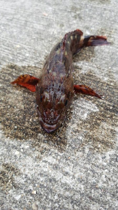 久しぶりのフカセ釣り