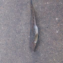 ハゼ　と　ハプニング