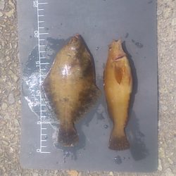 カレイとアイナメと・・・マグロ!?