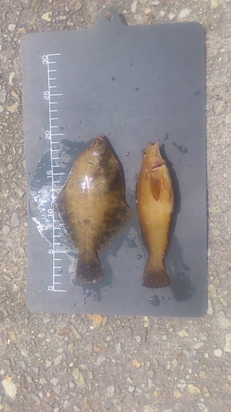 カレイとアイナメと・・・マグロ!?