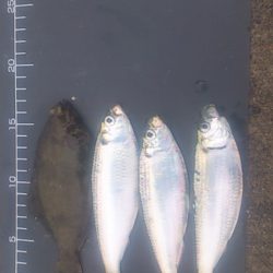 兵突にサビキシーズン開幕!?