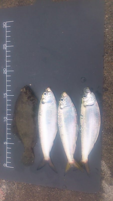 兵突にサビキシーズン開幕!?