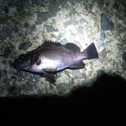 ショートバイトばかりのメバリング