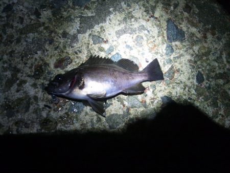 ショートバイトばかりのメバリング