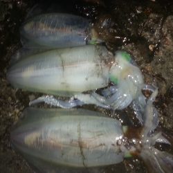 今年初アオリ！