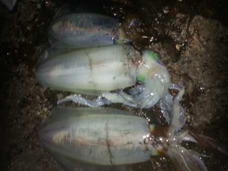 今年初アオリ！