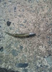 シーバス：ルアーデイゲーム