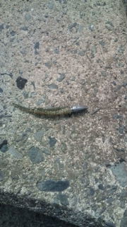 シーバス：ルアーデイゲーム