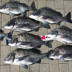 今日は3人でチヌ釣り！