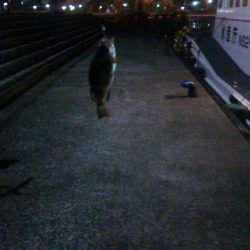 一時間フィッシング