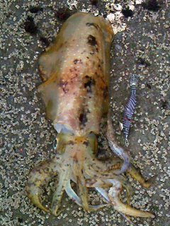 天神崎にて　エギングで926g乗りました！