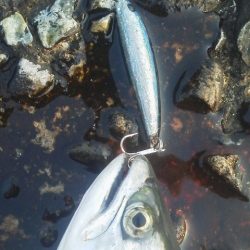 今年の初フィッシュ