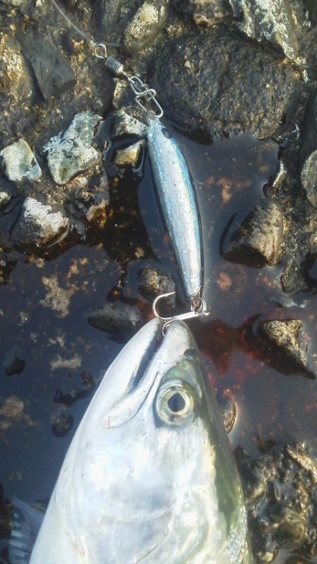 今年の初フィッシュ