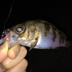 メバリングトーナメント