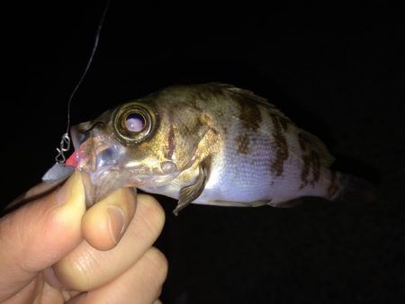 メバリングトーナメント