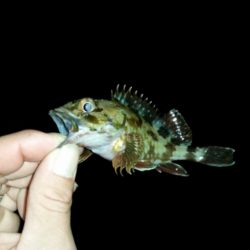 箱作でメバリング　チビばかり