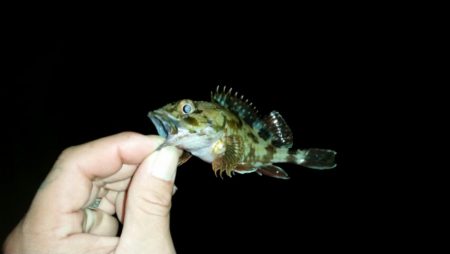 箱作でメバリング　チビばかり