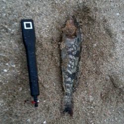 カレイ３枚！新記録！