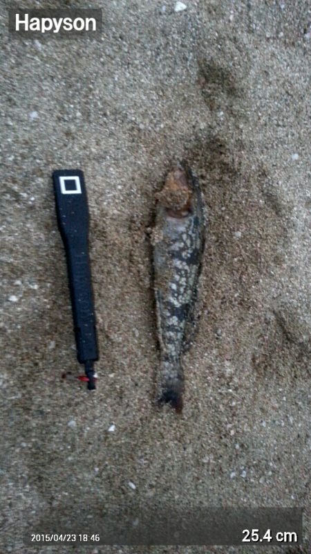 カレイ３枚！新記録！