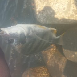2週間ぶりの釣りですが‥…………