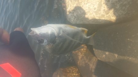 2週間ぶりの釣りですが‥…………