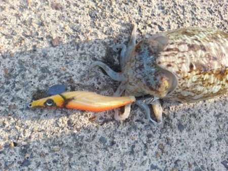 やぱり・・・コウイカ