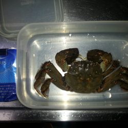 メバリングでカニ