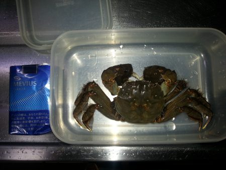 メバリングでカニ