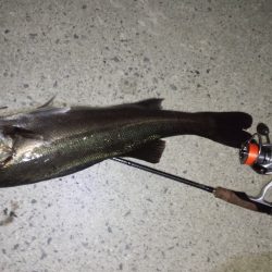 メバリングのハズが…