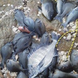 南塩屋でチヌとグレ・・・・