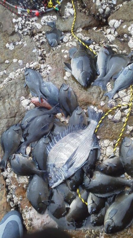 南塩屋でチヌとグレ・・・・