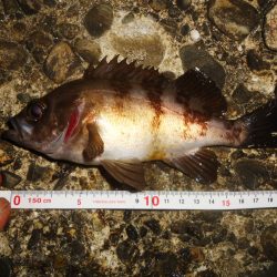 シーバス狙いのはずが…