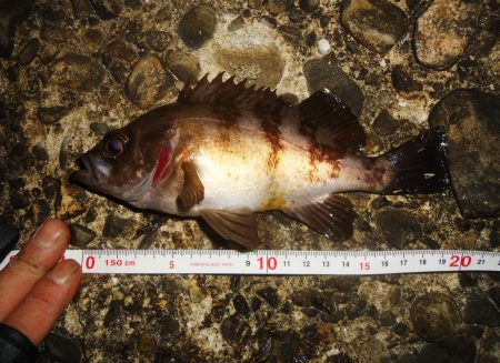 シーバス狙いのはずが…