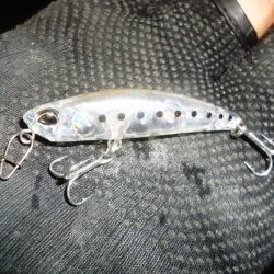 メバル・プラッキング